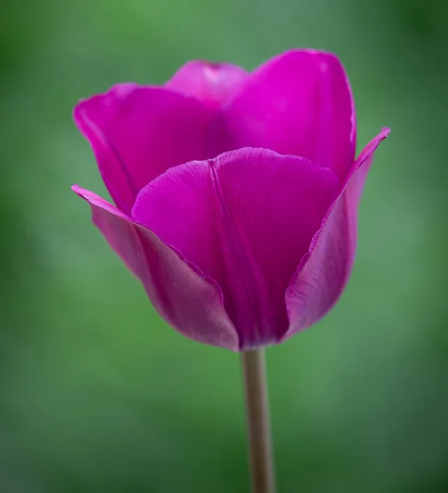 Sarah Raven Tulpe Negrita Blumenzwiebeln 10 Zwiebeln Lila