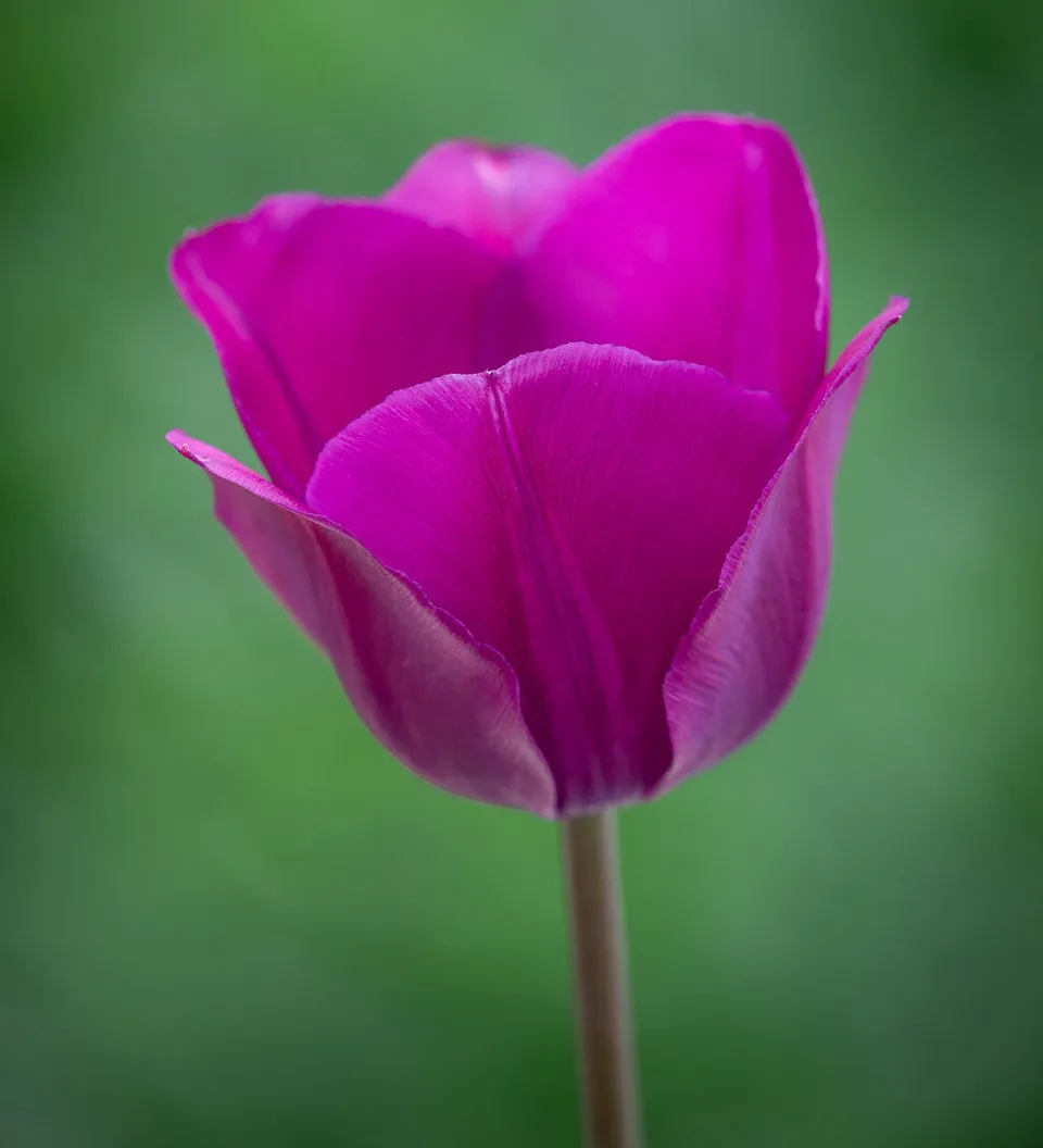 Sarah Raven Tulpe Negrita Blumenzwiebeln 10 Zwiebeln Lila
