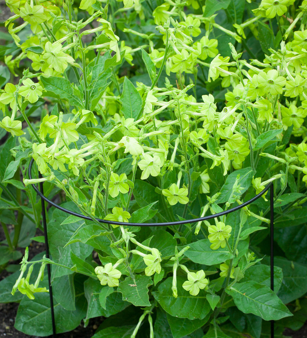 Sarah Raven Plants Nicotiana alata Lime Green Samen 100 Stück