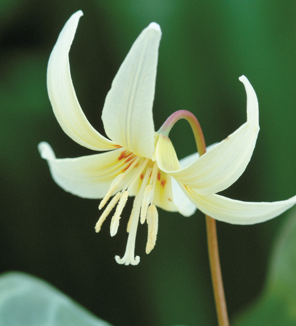 Sarah Raven Bulbs Erythronium White Beauty Blumenzwiebeln 5 Knollen