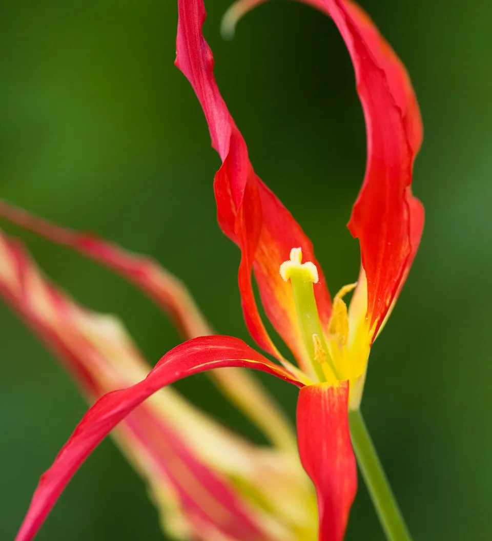 Sarah Raven Tulpe Acuminata Blumenzwiebeln 10 Stück