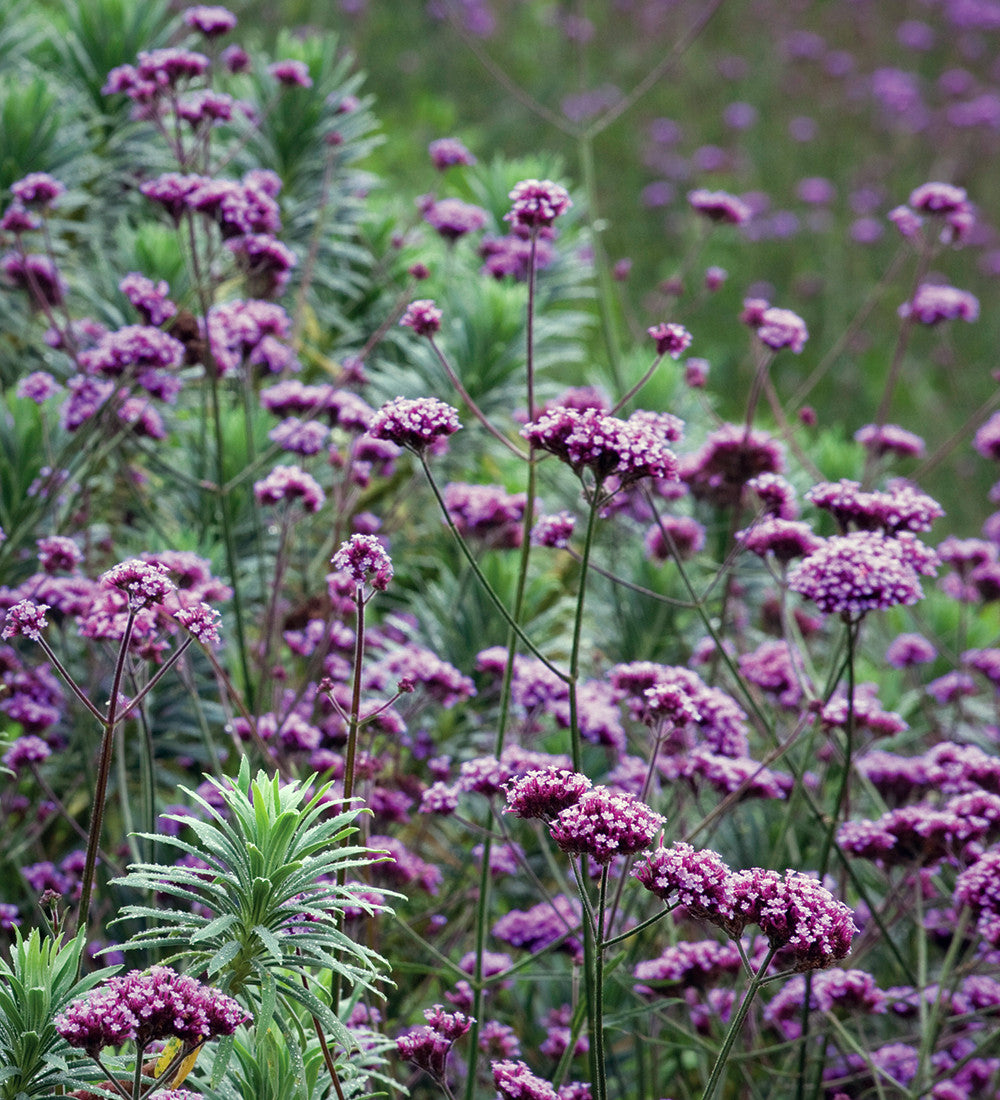 Sarah Raven Verbena bonariensis Samen 250 Stück lila