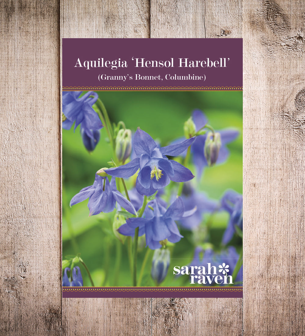 Sarah Raven Plants Aquilegia Hensol Harebell Akelei Samen 100 Samen Lila
