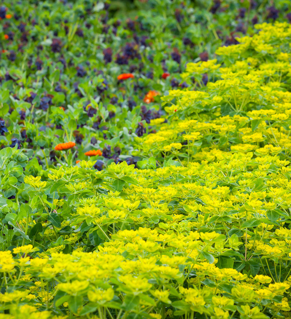 Sarah Raven Plants Euphorbia oblongata 45 Samen Grün