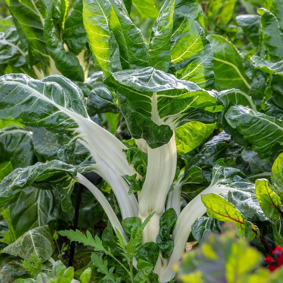 Sarah Raven Seeds Mangold White Silver 2 Samen 175 Bio-Stiele