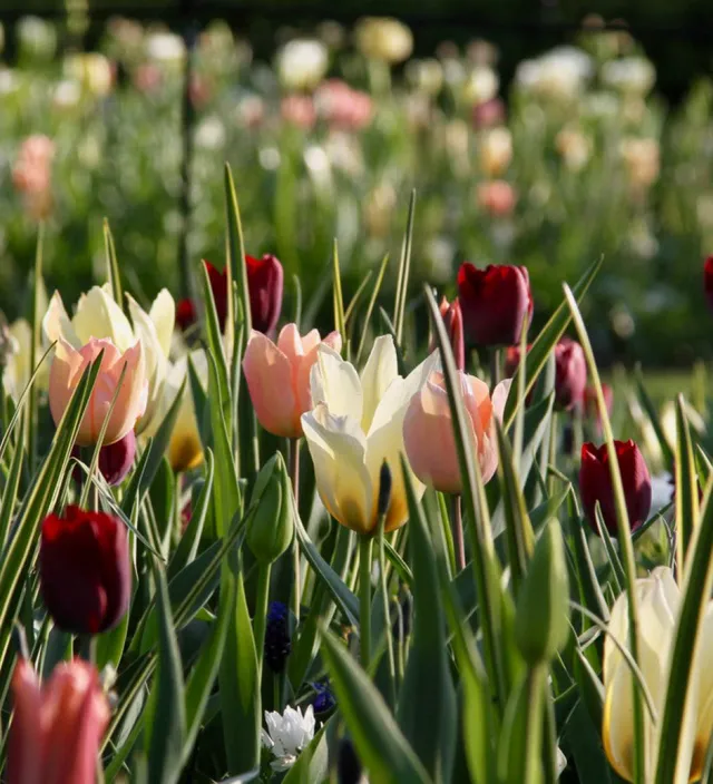 Sarah Raven Bulbs Tulip Camassia Drift Mix Blumenzwiebeln 80 Stück