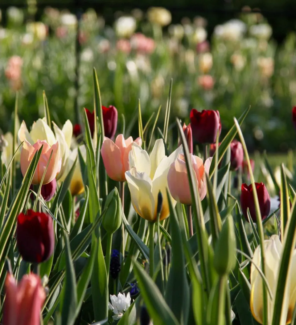Sarah Raven Bulbs Tulip Camassia Drift Mix Blumenzwiebeln 80 Stück