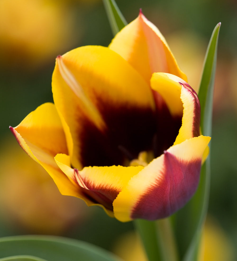 Sarah Raven Bulbs Tulip Gavota Blumenzwiebeln 15 St. schattentauglich