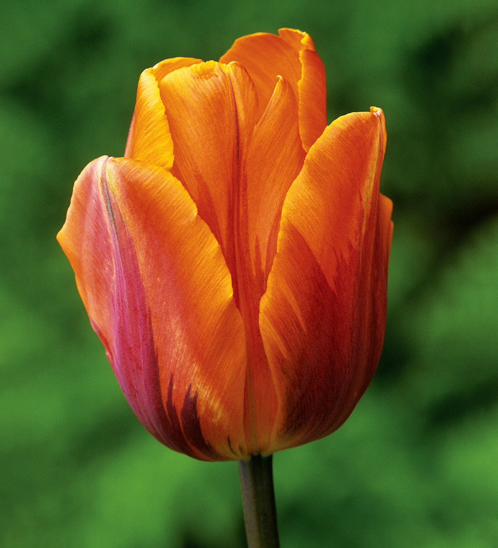 Sarah Raven Tulpe Prinses Irene Blumenzwiebeln 10 Stück orange