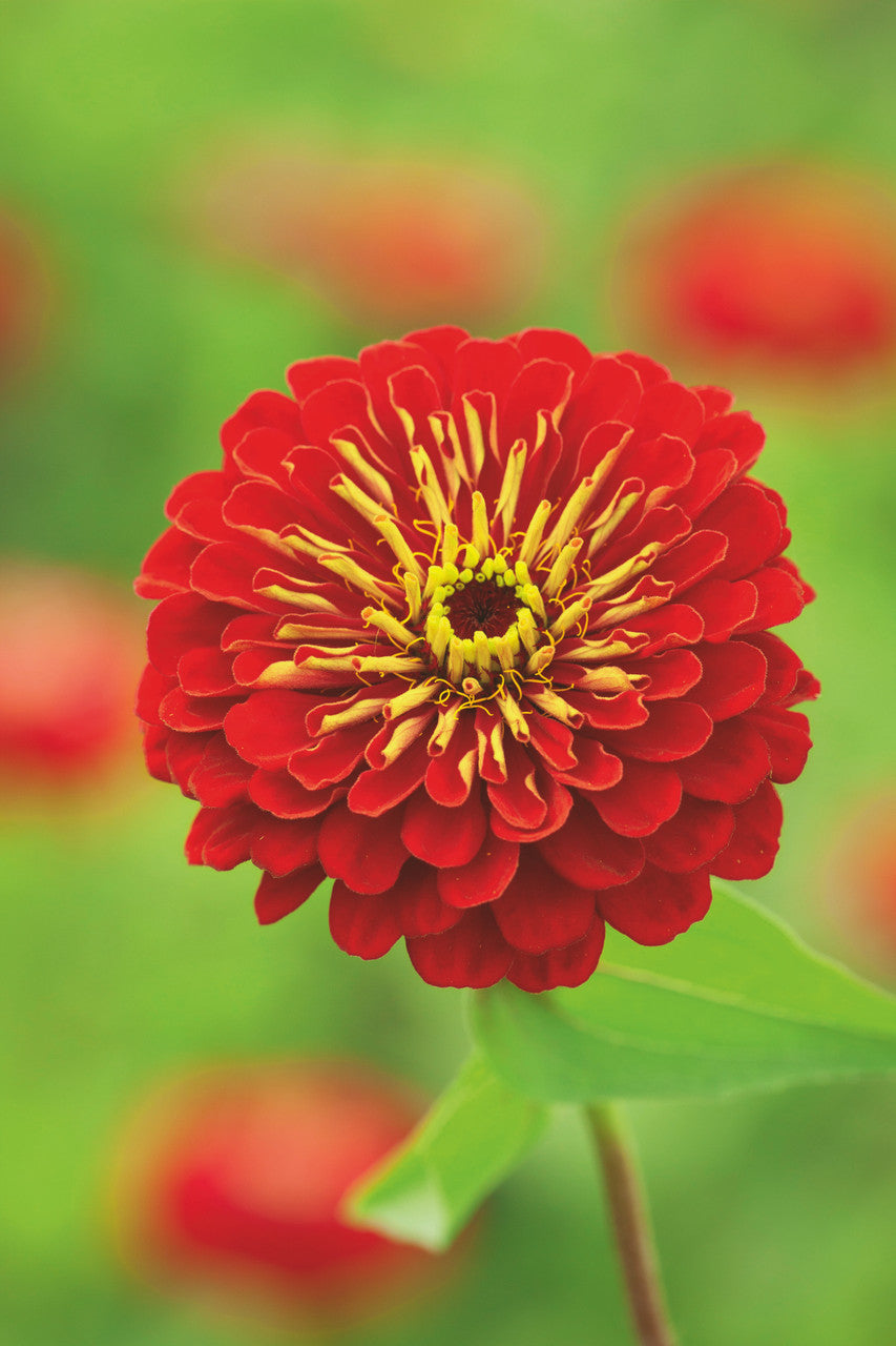 Sarah Raven Genoa Zinnia Mix Samen 30 Samen bunt