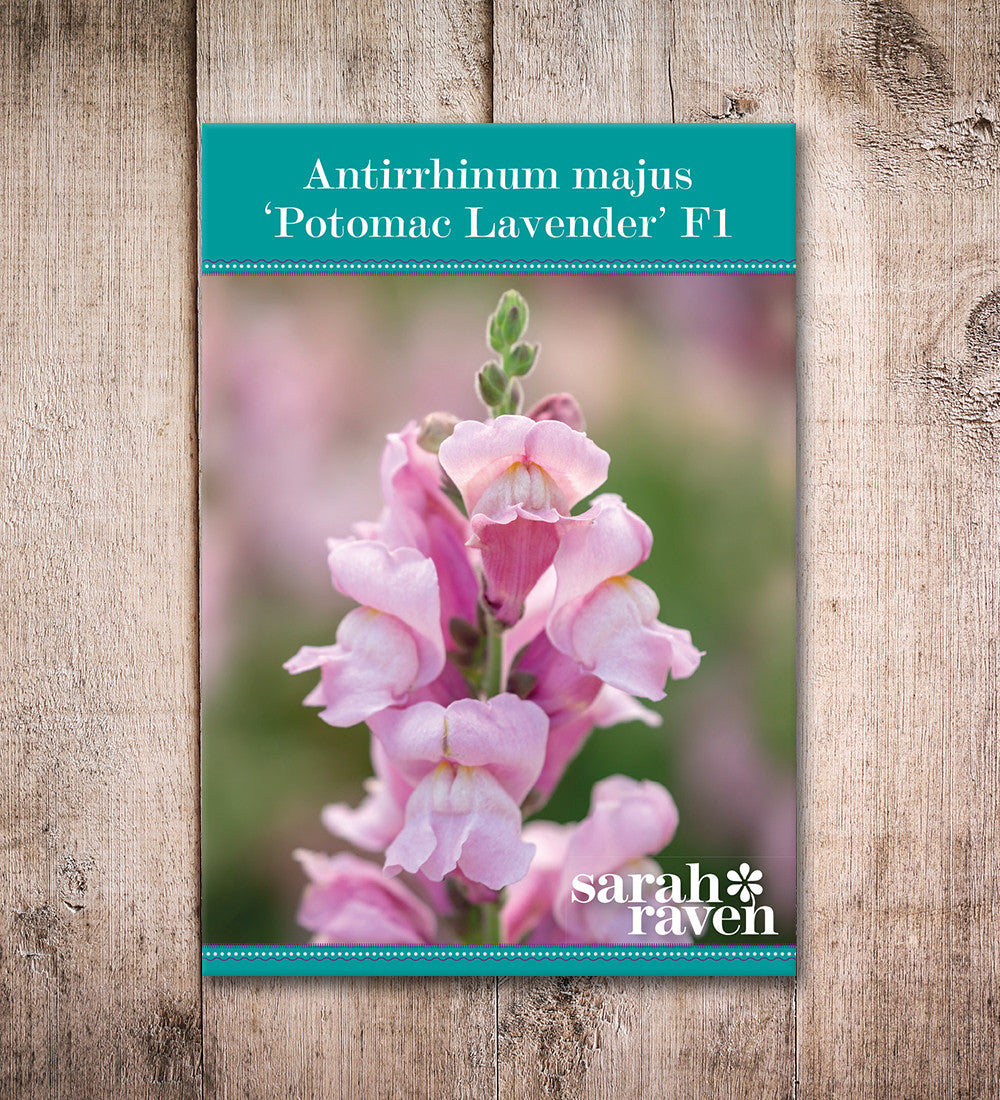 Sarah Raven Plants Antirrhinum Potomac Lavender F1 Samen 30 Stück rosa