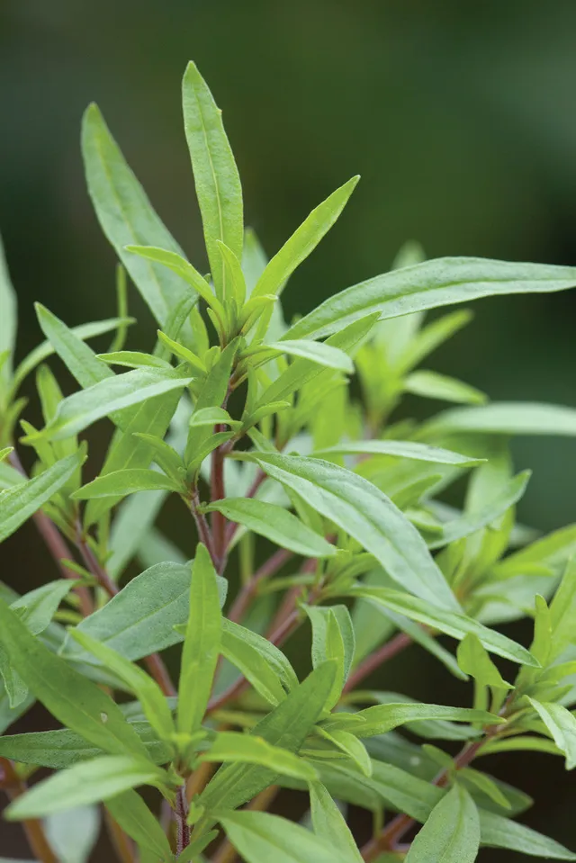Sarah Raven Plants Summer Savory Samen 250 Samen bio