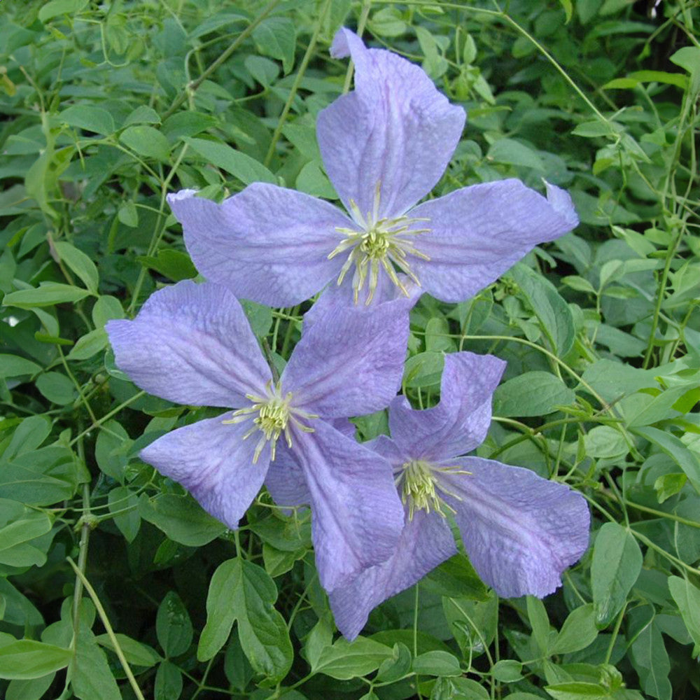 Sarah Raven Plants Clematis Emilia Plater Kletterpflanze 2 L