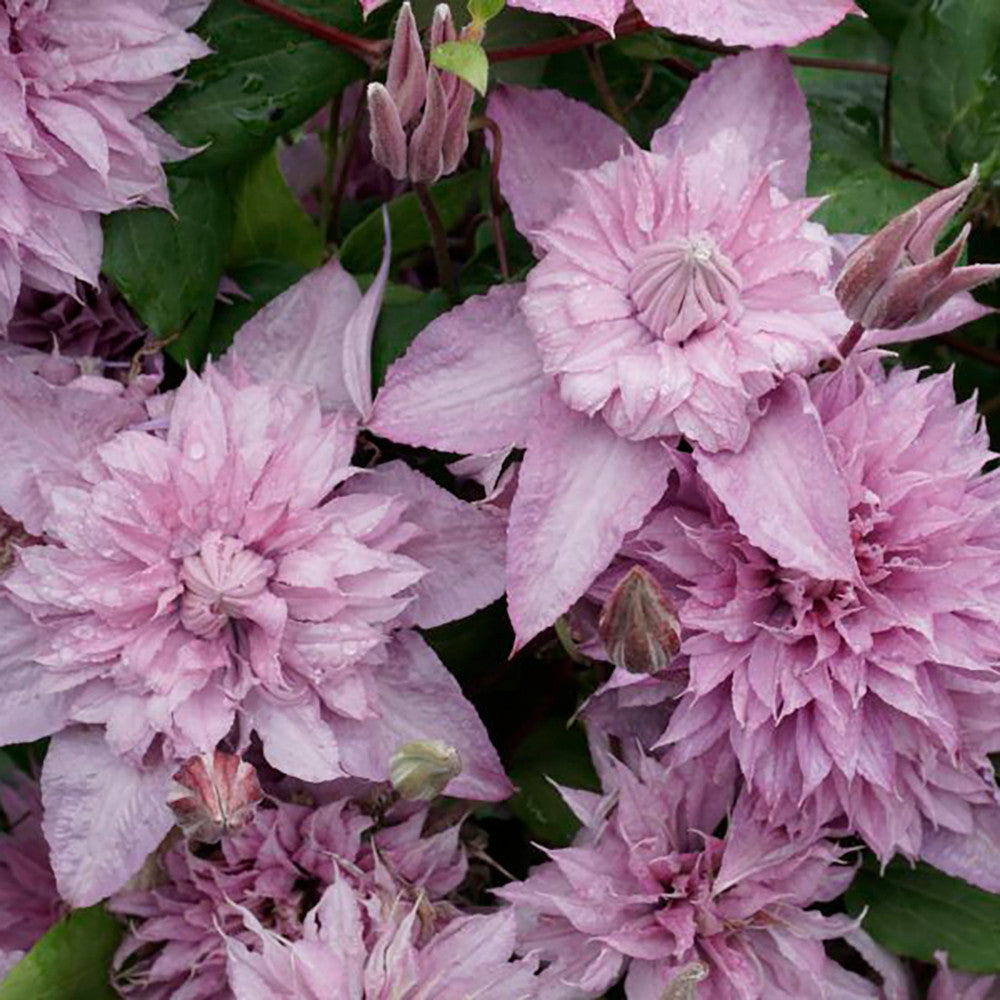 Sarah Raven Plants Clematis Multi Pink Pflanze 2-Liter-Topf rosa