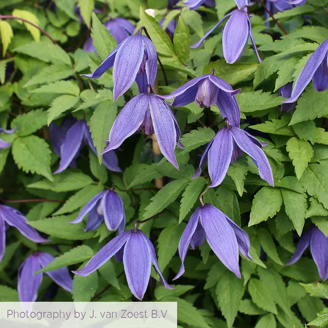 Sarah Raven Plants Clematis Helsingbourg Kletterpflanze 2 Liter lila