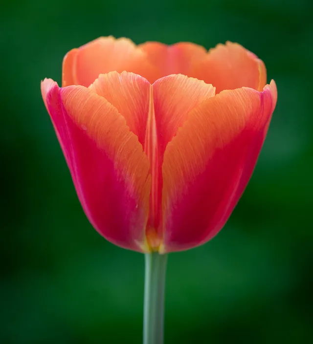 Sarah Raven Bulbs Tulpe Time Out Blumenzwiebeln 10 Zwiebeln gelb