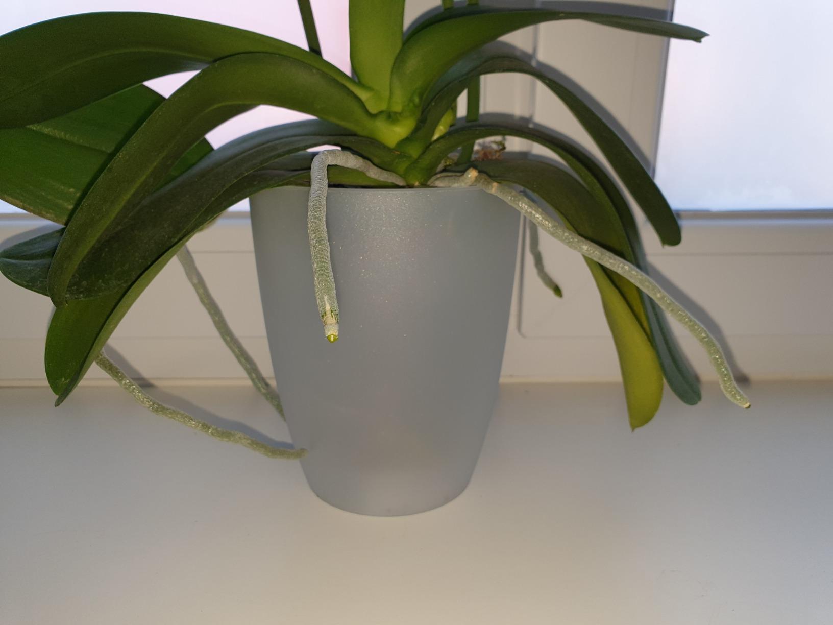 elho Brussels Orchidee Duo Blumentopf 25 cm transparent Doppel