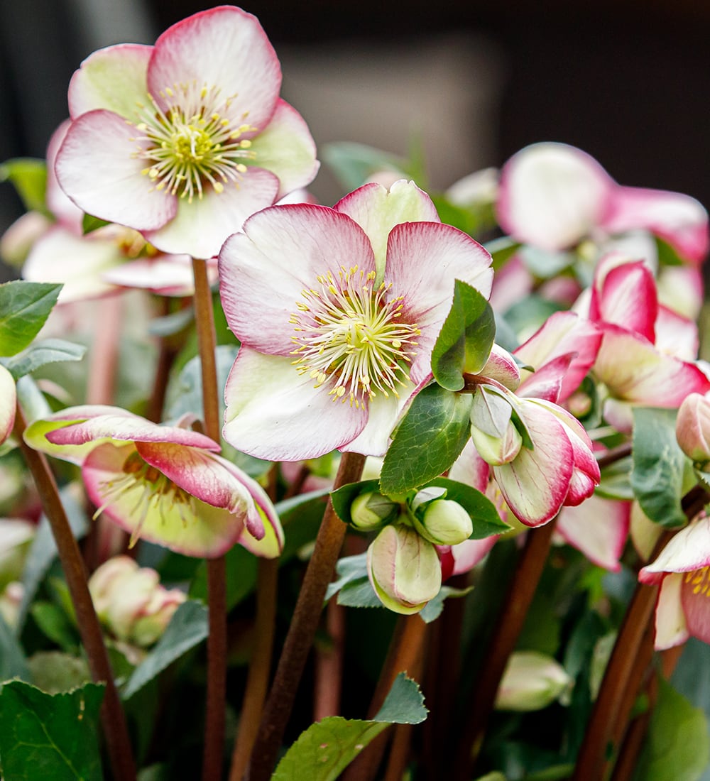 Sarah Raven Plants Helleborus Magico Christrose 2L Topf Winterblüte