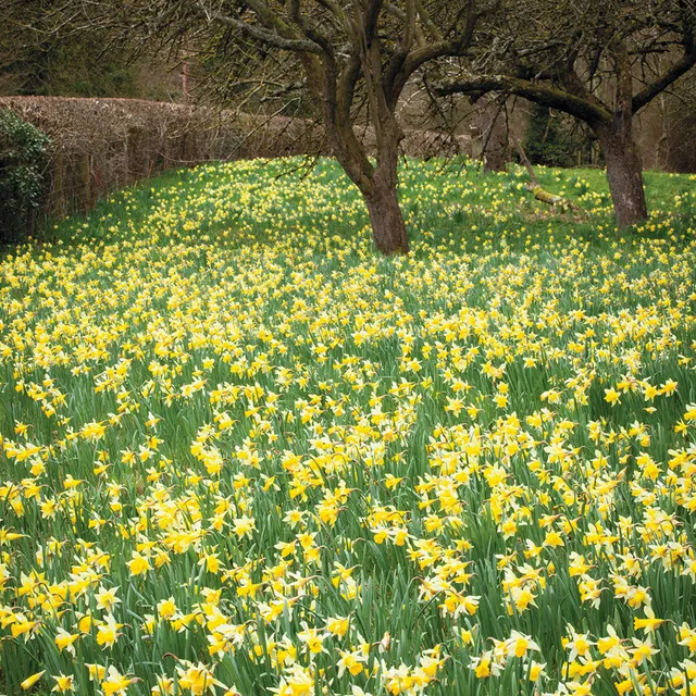 Sarah Raven Bulbs Narcissus Lobularis Blumenzwiebeln 20 Stk gelb
