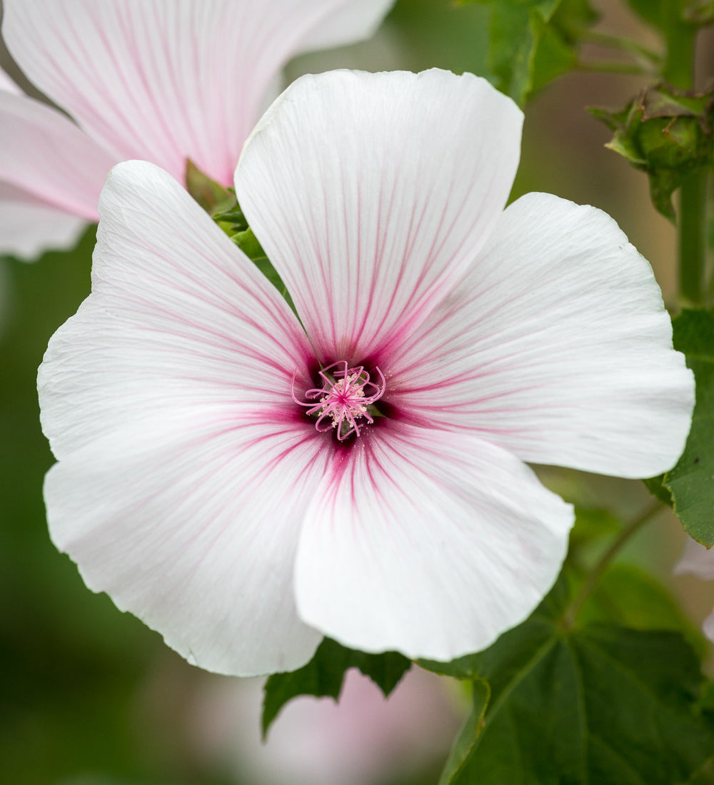 Sarah Raven Seeds Lavatera New Dwarf Pink Blush Samen 75 Samen rosa