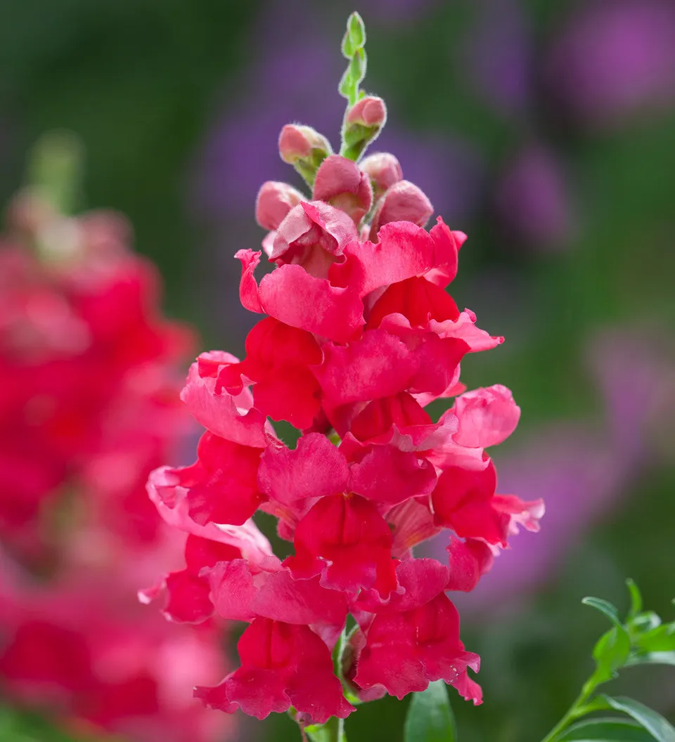 Sarah Raven Seeds Löwenmäulchen Sonnet Carmine Samen 20 Stück pink