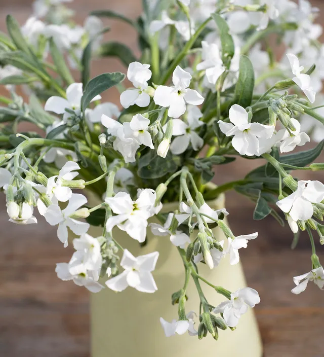 Sarah Raven Plants Matthiola Pillow Talk Levkoje 3x9cm duftend
