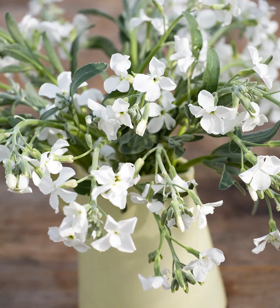Sarah Raven Plants Matthiola Pillow Talk Levkoje 3x9cm duftend
