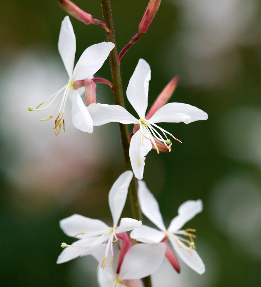 Sarah Raven Plants Gaura The Bride Pflanze 3x 9cm weiß