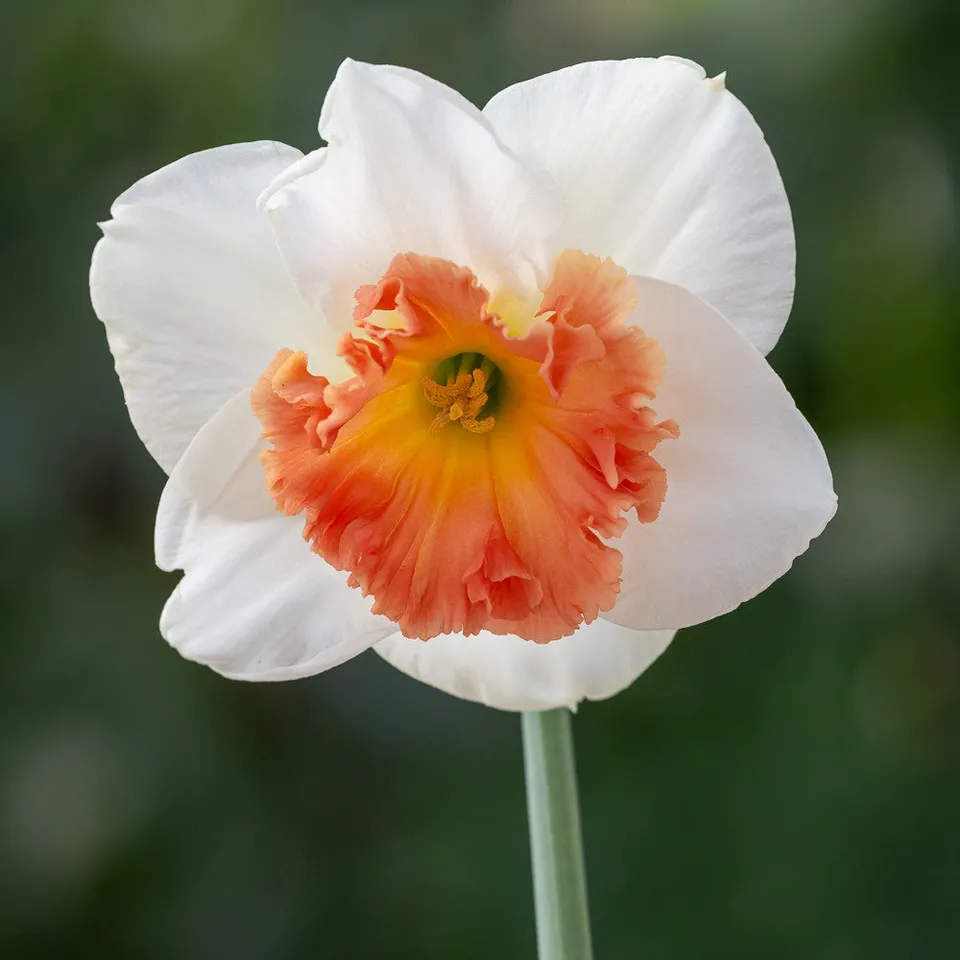 Sarah Raven Bulbs Narcissus Precocious Blumenzwiebeln 15 Zwiebeln rosa