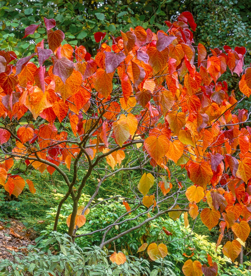 Sarah Raven Cercis Forest Pansy Judasbaum 5L Topf rotlaubig