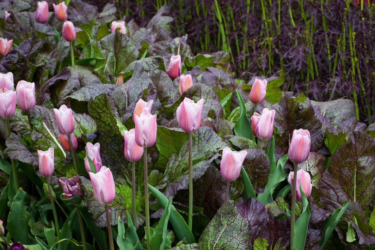 Sarah Raven Bulbs Tulpe Mistress Mystic Blumenzwiebeln 10 Stück rosa