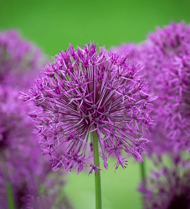 Sarah Raven Allium Purple Rain Blumenzwiebeln 15 Zwiebeln lila