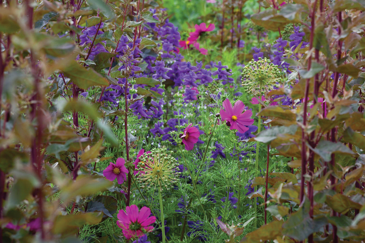 Sarah Raven Seeds Cosmos bipinnatus Dazzler 100 Samen karminrosa