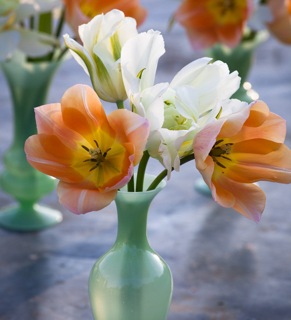 Sarah Raven Bulbs Tulpe Apricot Beauty Blumenzwiebeln 10 Lachs