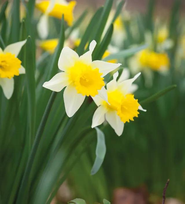 Sarah Raven Bulbs Narzisse Topolino Blumenzwiebeln 20 Stück