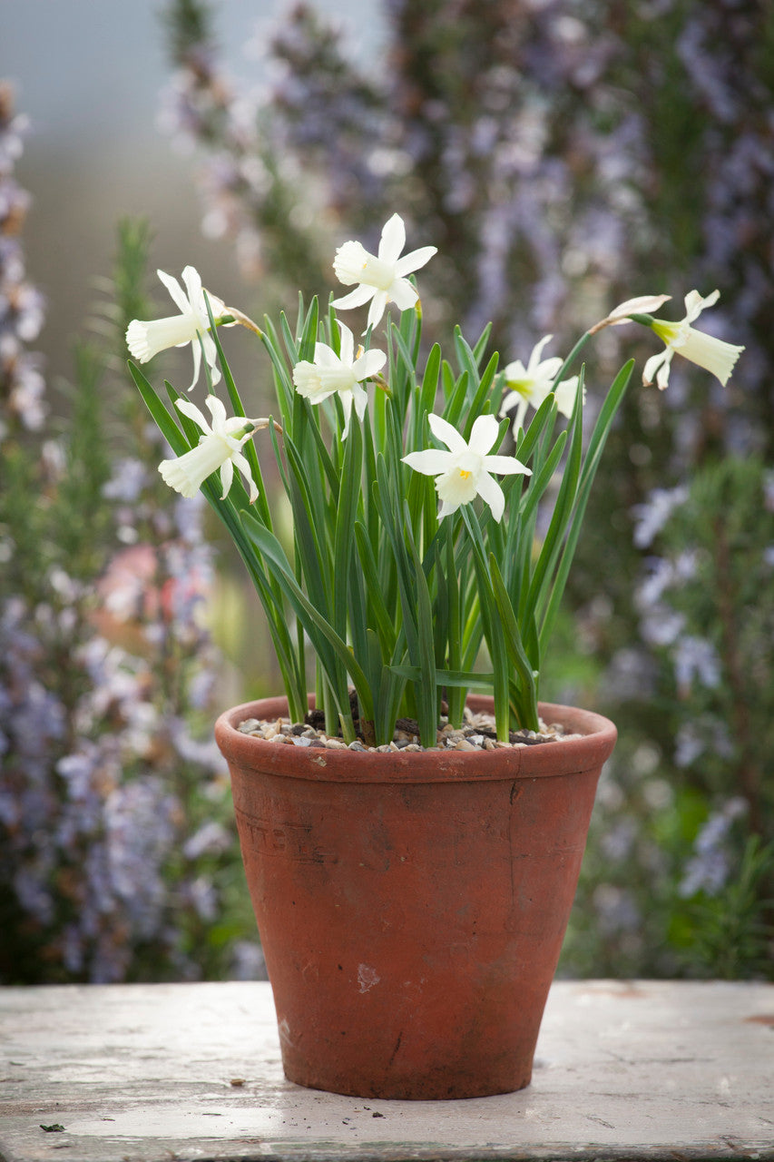 Sarah Raven Bulbs Narcissus 'Elka' Zwiebeln 30 Zwiebeln elfenbein
