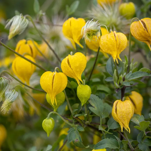 Sarah Raven Clematis tangutica Little Lemons Waldrebe 2L Topf