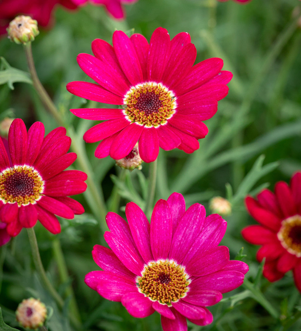 Sarah Raven Argyranthemum Grandaisy Deep Red 3x9cm Topf langblühend