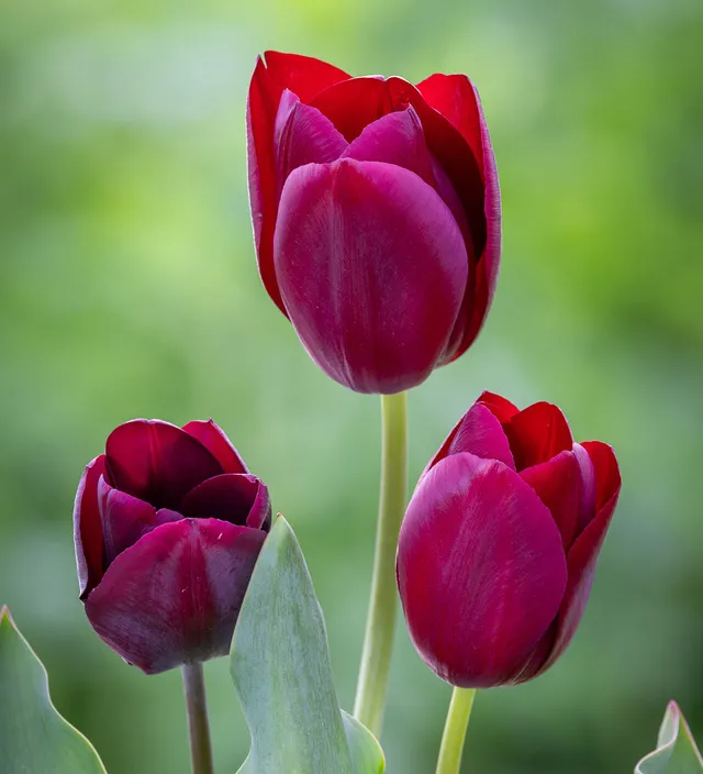 Sarah Raven Bulbs Tulpe Ronaldo Unique Zwiebeln 10 Stück rot