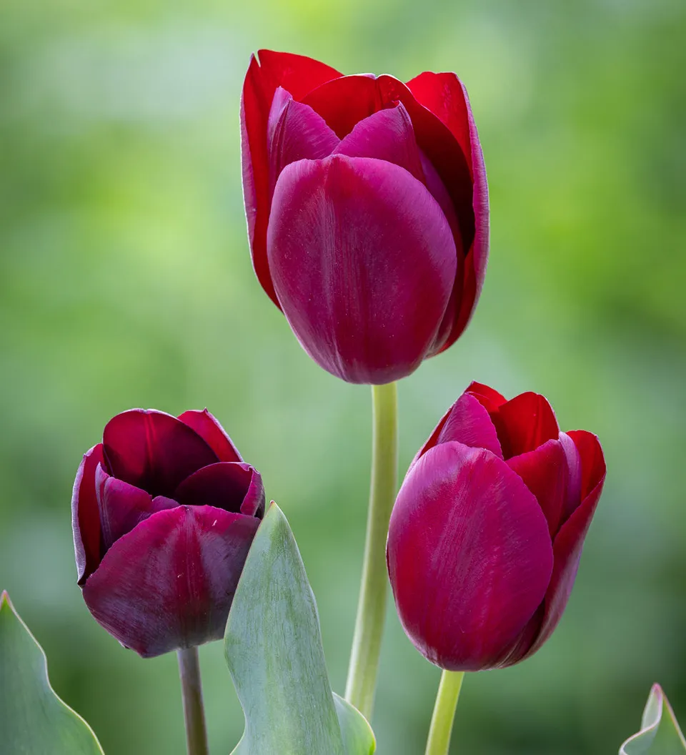 Sarah Raven Bulbs Tulpe Ronaldo Unique Zwiebeln 10 Stück rot