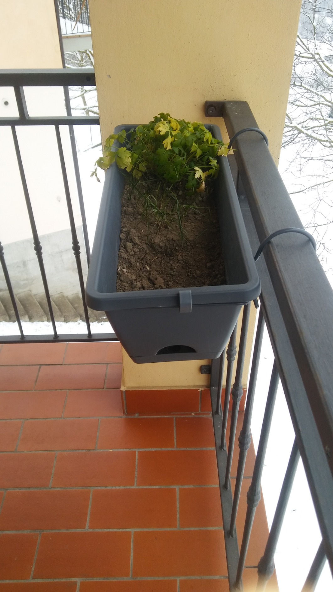 elho Barcelona Balkonkasten 50cm anthracite mit Untersetzer