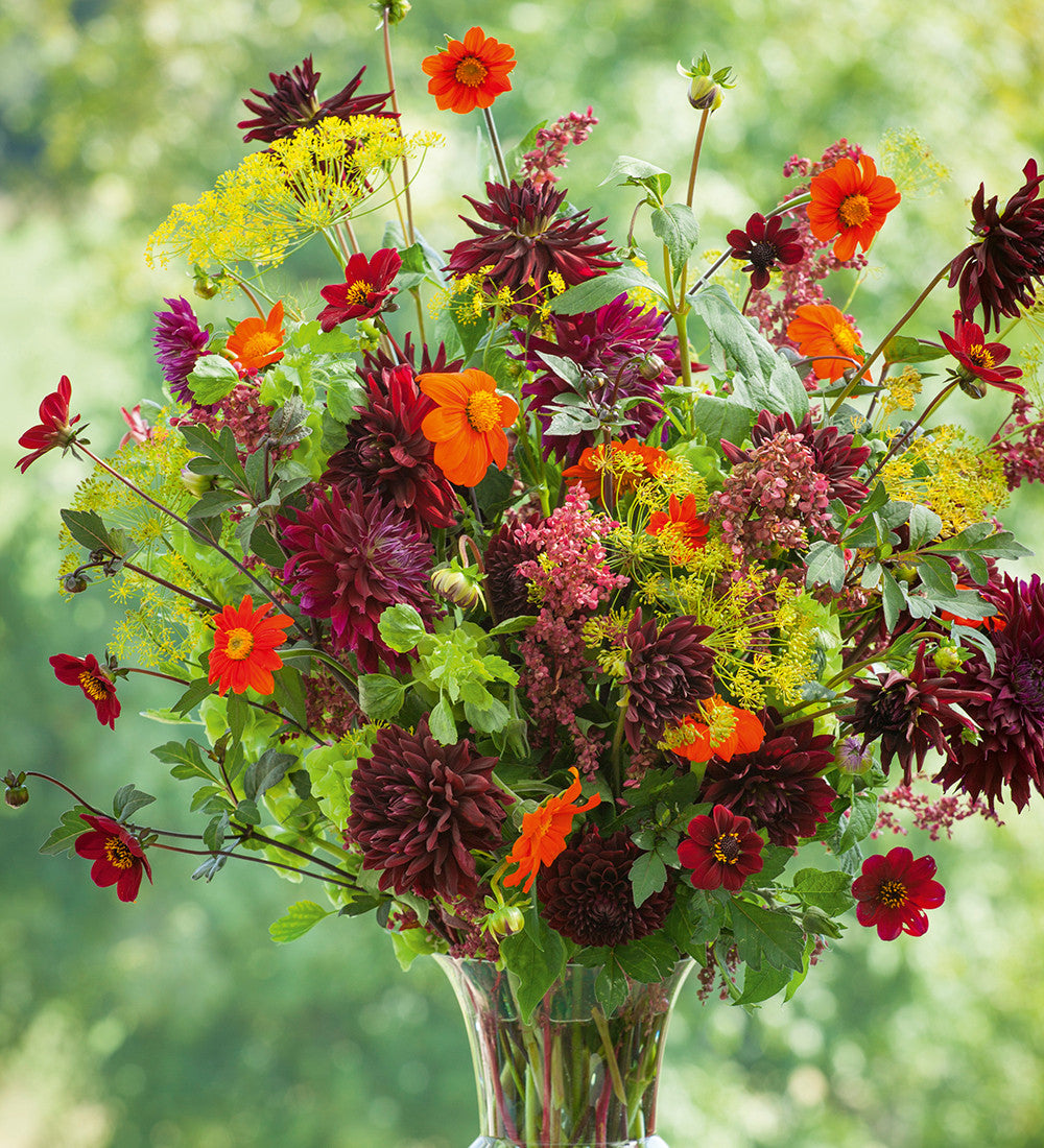 Sarah Raven Seeds Tithonia Torch Blumen 50 Samen Orange