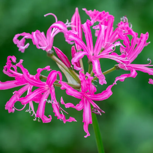 Sarah Raven Nerine bowdenii Isabel Blumenzwiebeln 5 Stück