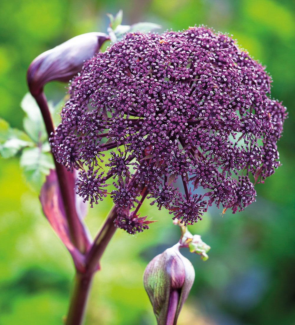 Sarah Raven Plants Engelwurz Angelica gigas Samen 20 Samen rot