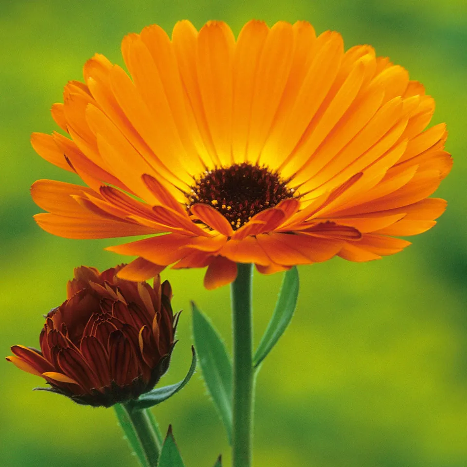 Sarah Raven Plants Calendula Indian Prince Samen 125 Samen