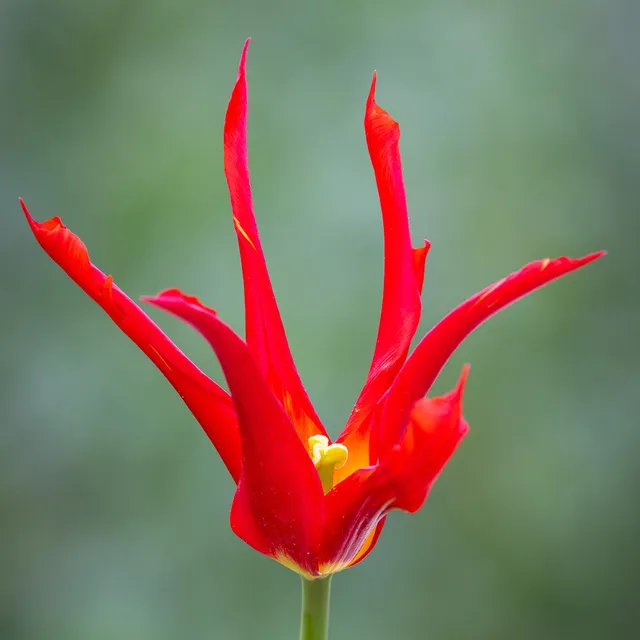 Sarah Raven Bulbs Tulip Go Go Red Tulpenzwiebeln 10 Stück rot