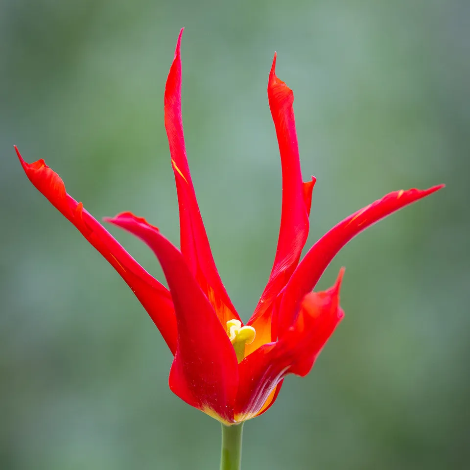 Sarah Raven Bulbs Tulip Go Go Red Tulpenzwiebeln 10 Stück rot