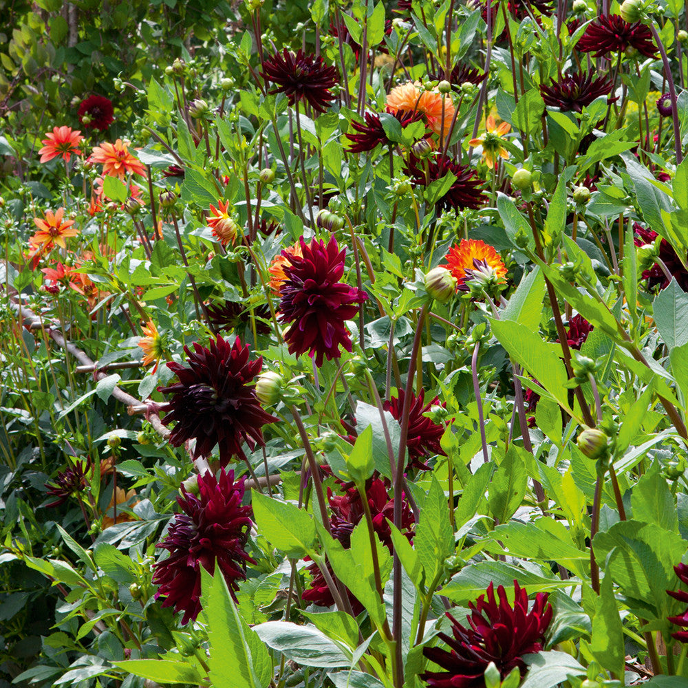 Sarah Raven Dahlie Rip City Blumenzwiebel 1 Knolle