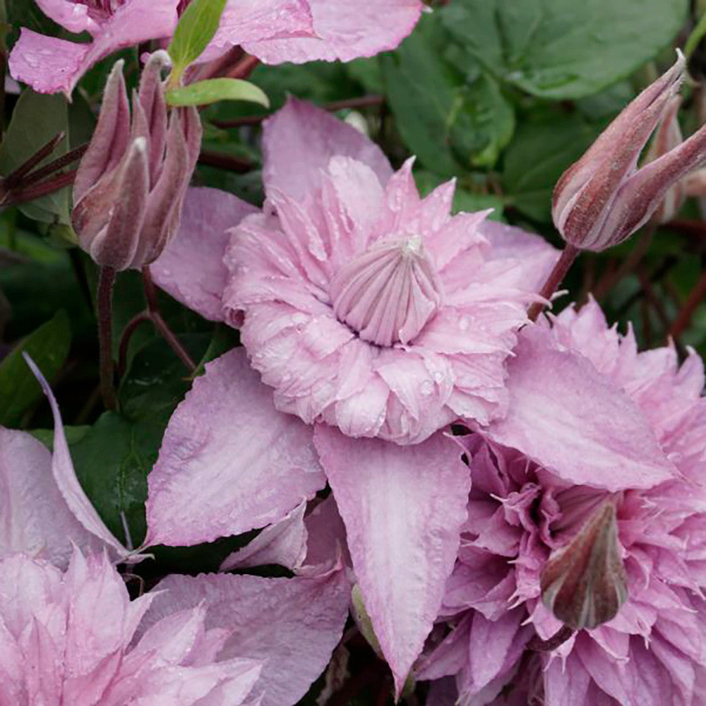 Sarah Raven Plants Clematis Multi Pink Pflanze 2-Liter-Topf rosa