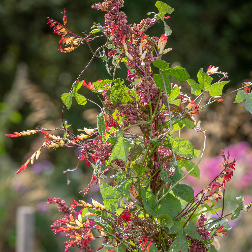 Sarah Raven Seeds Ipomoea lobata Samen 20 Samen einjährig